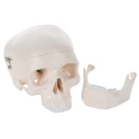 Schädel 3 teilig klein Modell