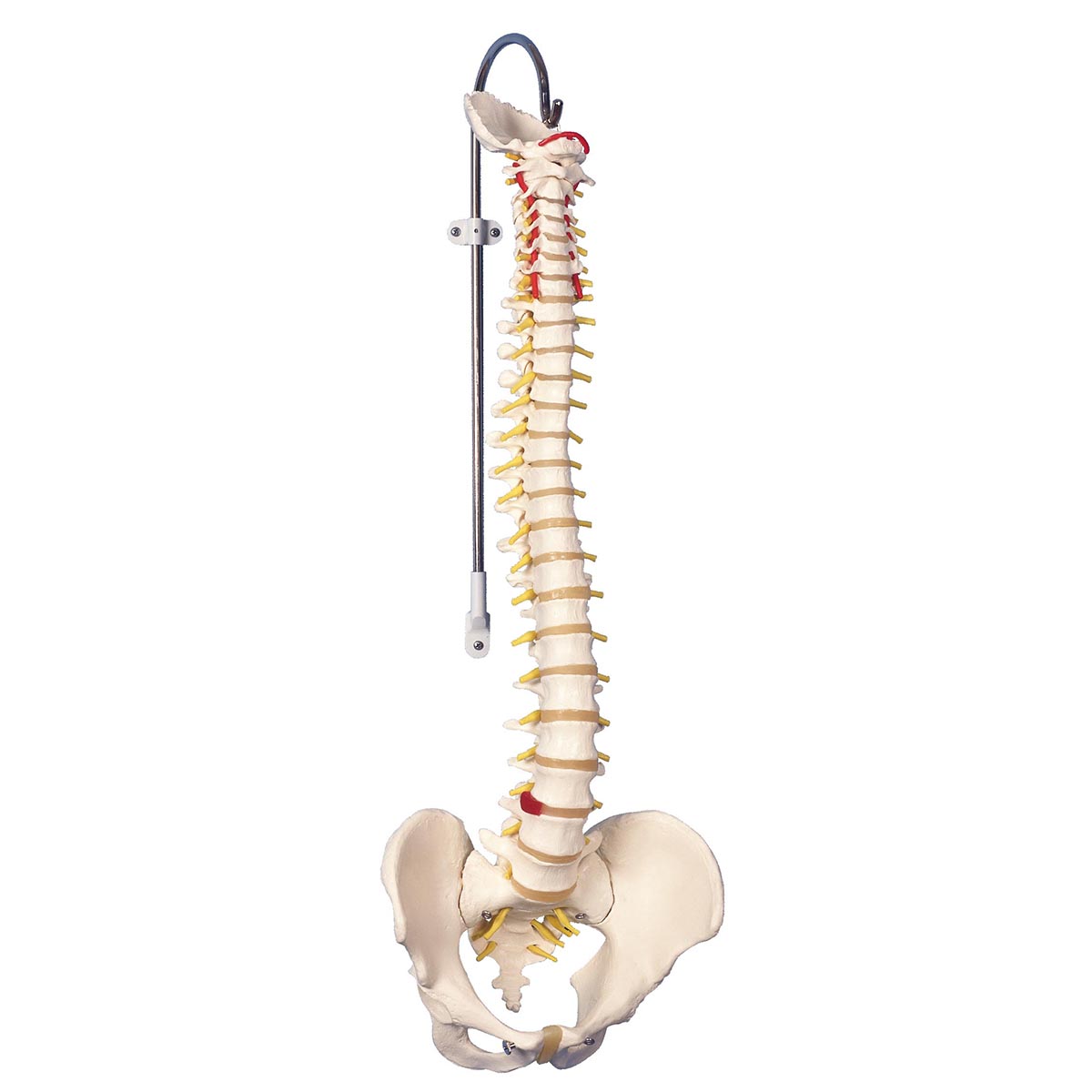 Anatomisches Wirbelsäulenmodell Mit Becken – Flexibel, 45 Cm Hoch, Aus PVC, Für Medizinstudenten & Therapeuten