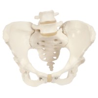 Skeleton Becken weiblich
