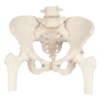 Skelett-Becken mit Femur-Stümpfen