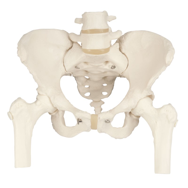 Skelett-Becken mit Femur-Stümpfen