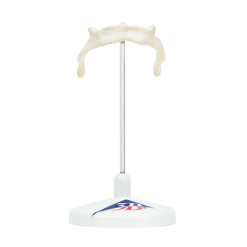 Skelettzunge auf Stativ