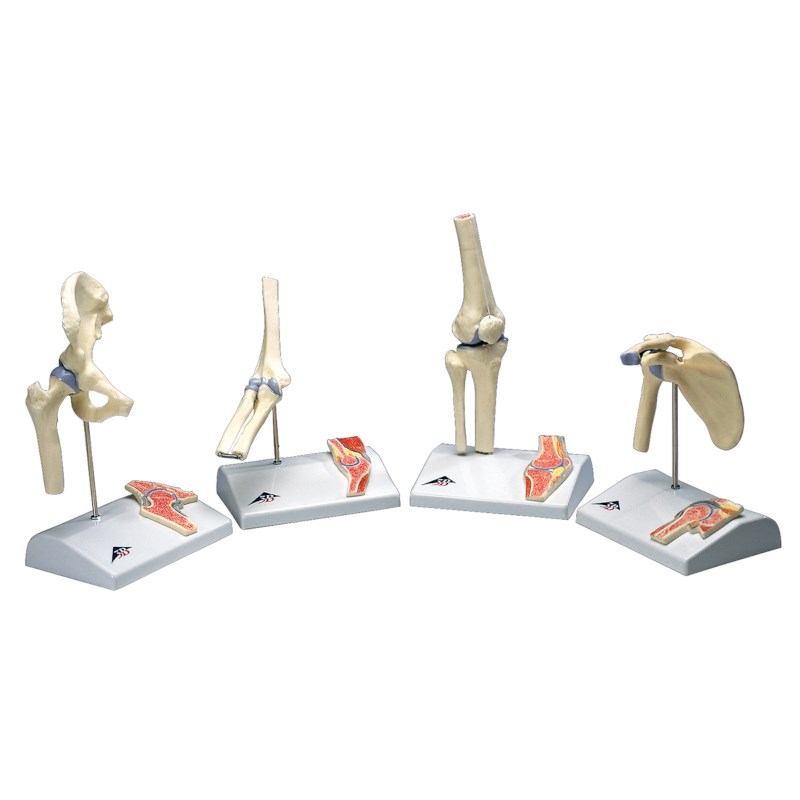 Mini Schultergelenk + Schnitt