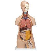 Geschlechtsloser Torso mit abnehmbarem Kopf (12-teilig)