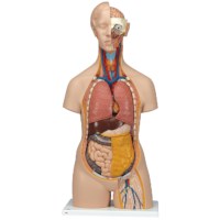 Torso unisex mit Kopf 14 teilig