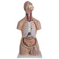 Torso gesichtslos 21 teilig