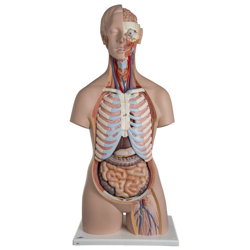 Torso gesichtslos 21 teilig