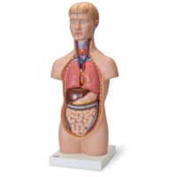 Mini Torso mit Kopf, 12 teilig (54 cm)