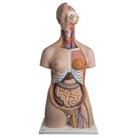 Torso mit Kopf 24 teilig