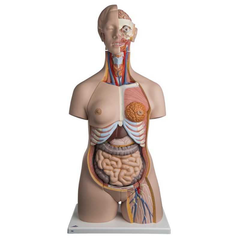Torso mit Kopf 24 teilig