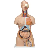 Torso verdreht mit Kopf  28 teilig