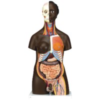 Torso, 24 teilig
