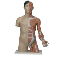 Torso Asiatisch Luxus Modell 33 teilig