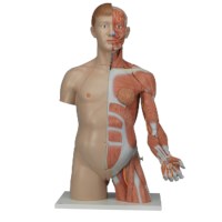 Torso Luxus Modell 33 teilig
