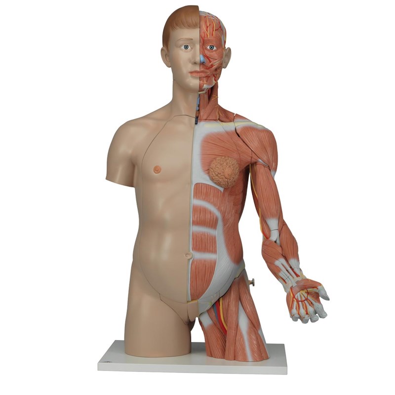 Torso Luxus Modell 33 teilig