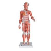 Modell muskolös Muskelfigur, weiblich & männlich, 33-teilig