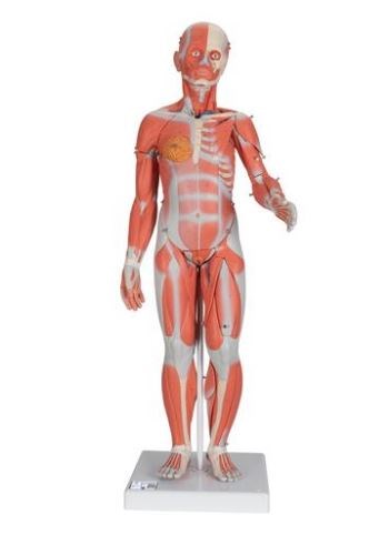 Modell muskolös Muskelfigur, weiblich & männlich, 33-teilig