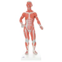 Modell muskulös Mann 2 teilig 59 cm