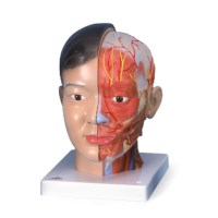 Modell Kopf und Hals asiatisch 4 teilig