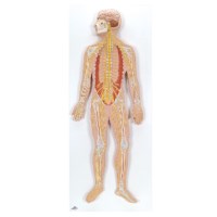 Modell Nervensystem