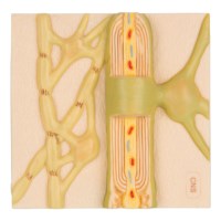 Modell Myelin Zentrales Nervensystem