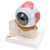 Model Auge, 5x vergrößert, 7 teilig