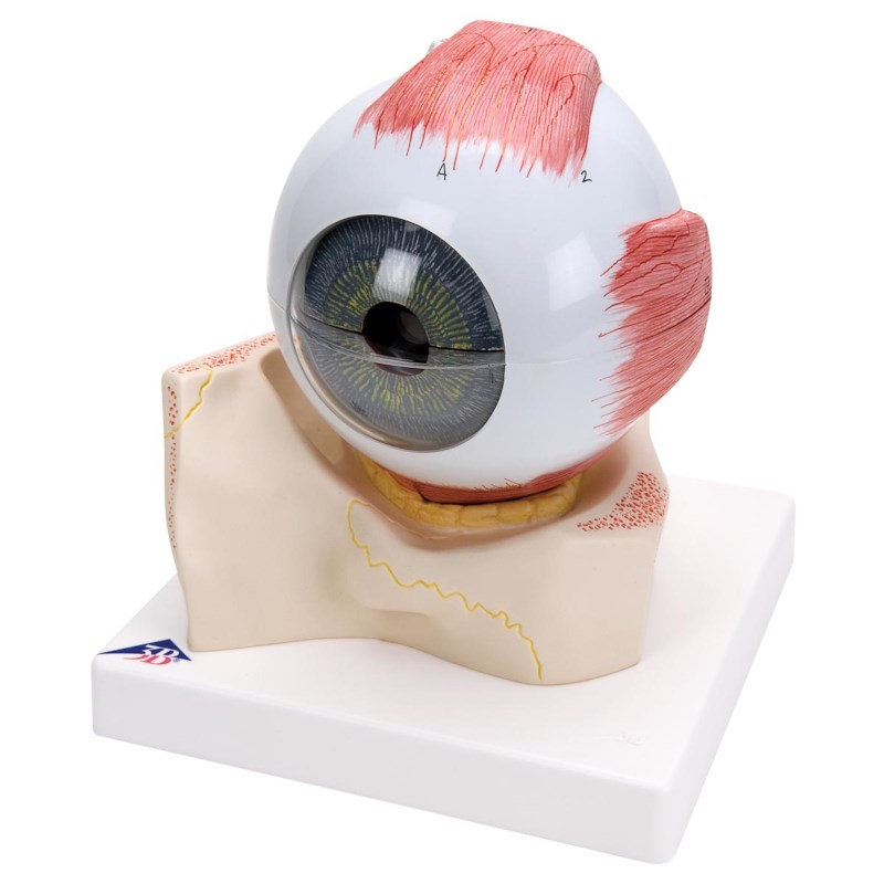 Model Auge, 5x vergrößert, 7 teilig