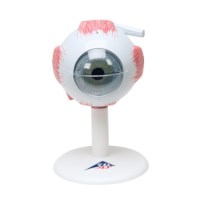 Model Auge, 3x vergrößert, 6 teilig