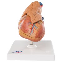 Herzmodell mit Thymus (kleines Modell)
