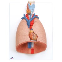 Modell Larynx/Herz/Lunge