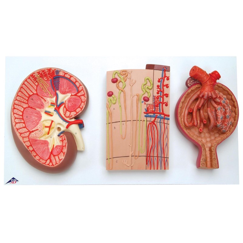 Modell Niere Nephron