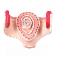 Uterus mit Embryo - 1. Monat