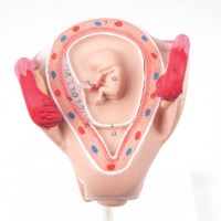 Uterus mit Embryo - 2. Monat