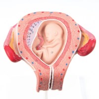 Uterus mit Embryo - 3. Monat