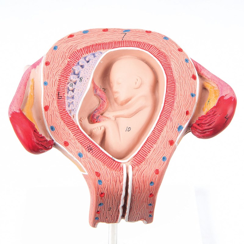 Uterus mit Embryo - 3. Monat