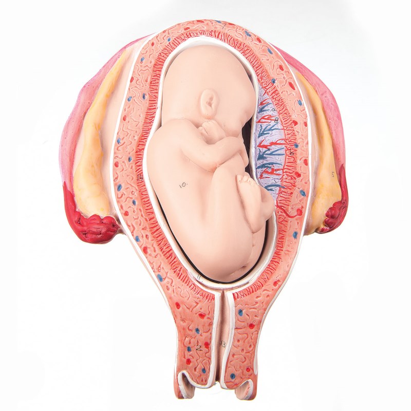 Uterus mit Foetus - 5. Monat Rückenlage