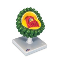 Modell Aids-Virus