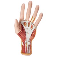 Modell Anatomie der Hand