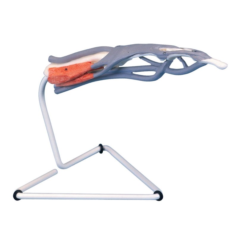 Modell Finger interne Struktur