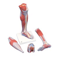 Modell Unterschenkel mit Knie und Muskeln