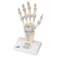 Modell Handskelett + Karpal Tunnel