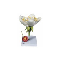 Modell Kirschblüte 3 teilig
