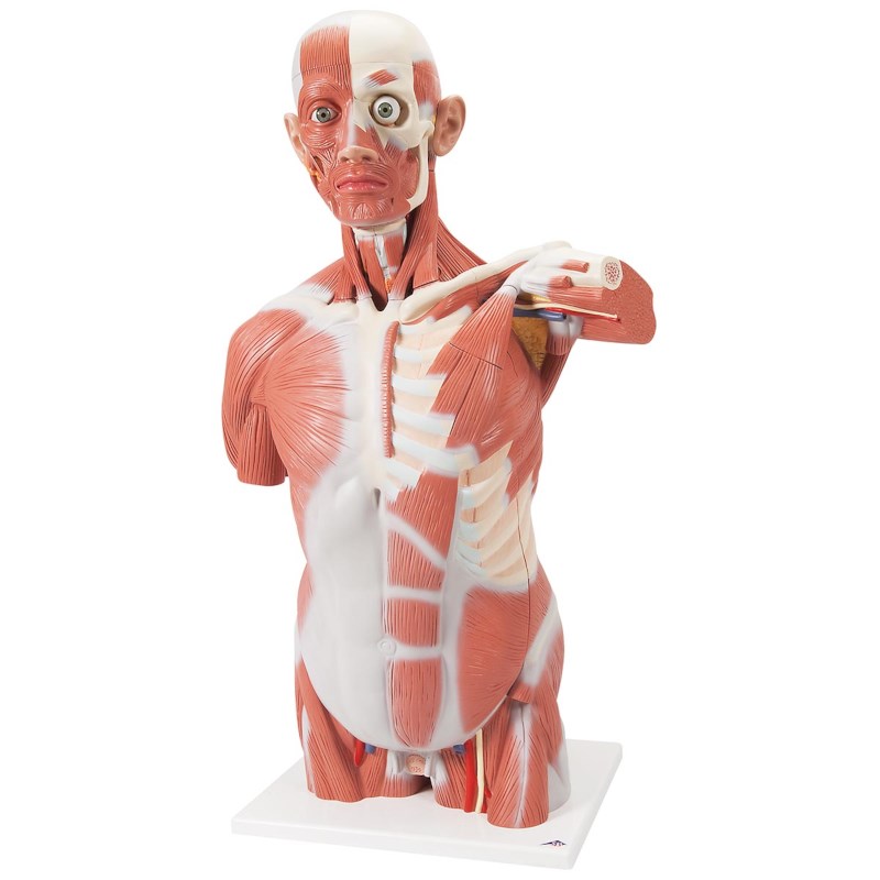 Torso Muskeln Mann lebensgroß