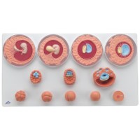 Embryo Entwicklung 12 Stadien