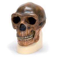 Schädelreplikat Homo erectus pekinensis (Weidenreich, 1940)