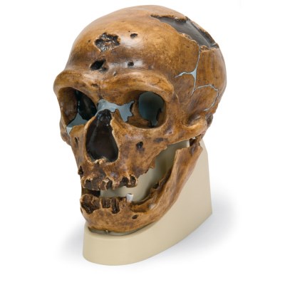 Schädelreplikat Homo neanderthalensis (La Chapelle-aux-Saints 1)