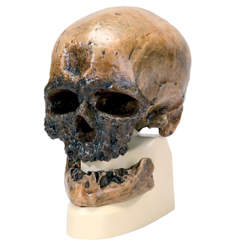Replik eines Homo Sapiens-Schädels (Crô-Magnon)