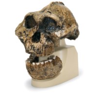 Schädel Australopithecus B 