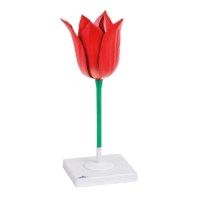 Modell Tulpe 2 teilig