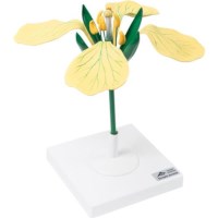 Modell Ackersenfblüte (Sinapis arvensis), 3 teilig